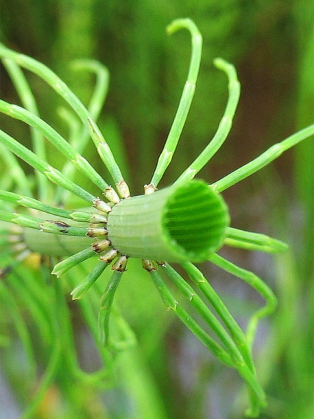 Image of Equisetum fluviatile specimen.