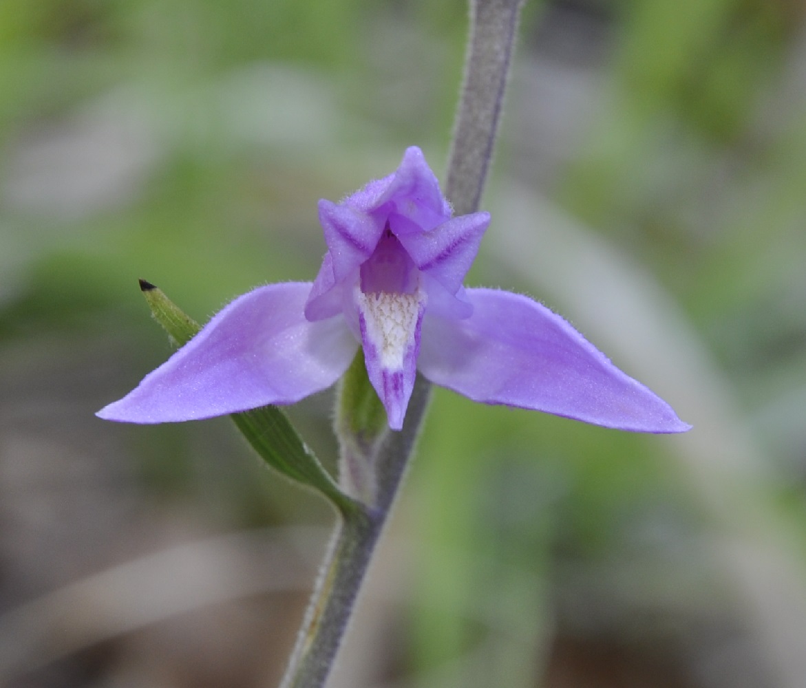 Image of Cephalanthera rubra specimen.