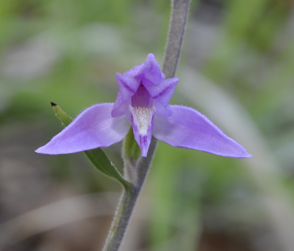 Изображение особи Cephalanthera rubra.