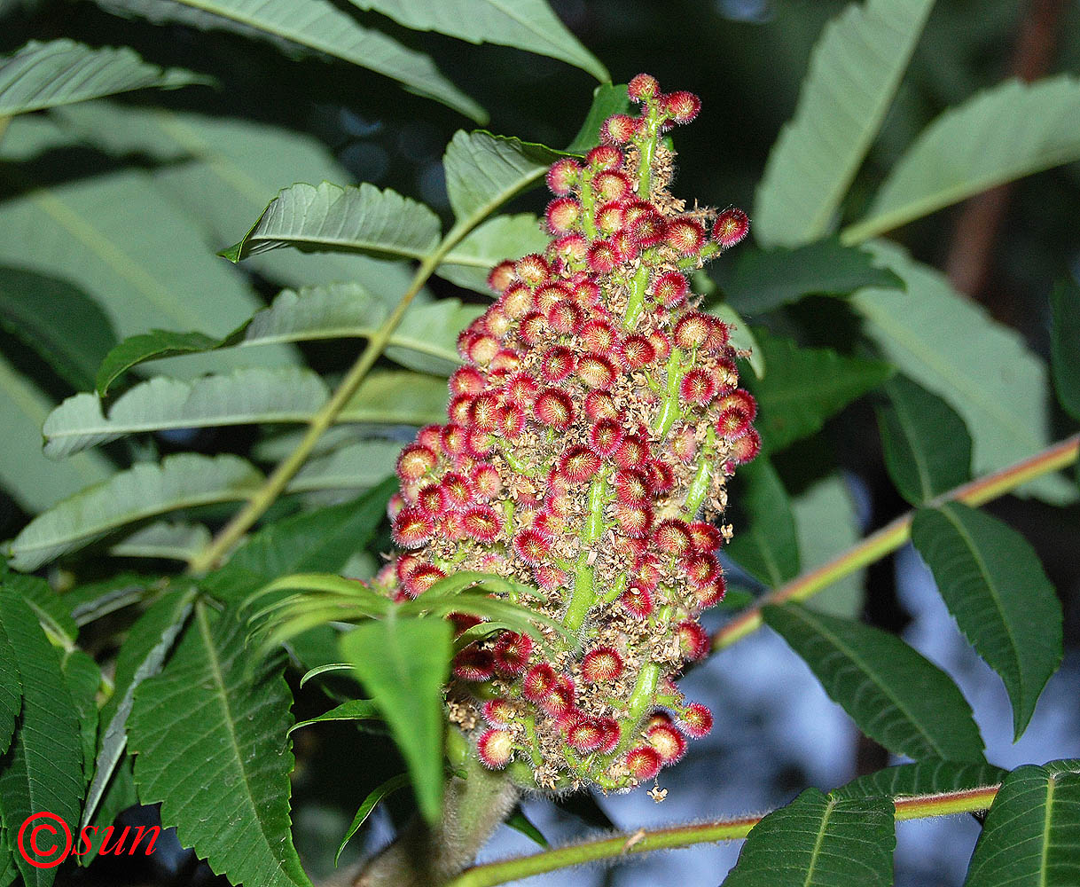 Image of Rhus typhina specimen.