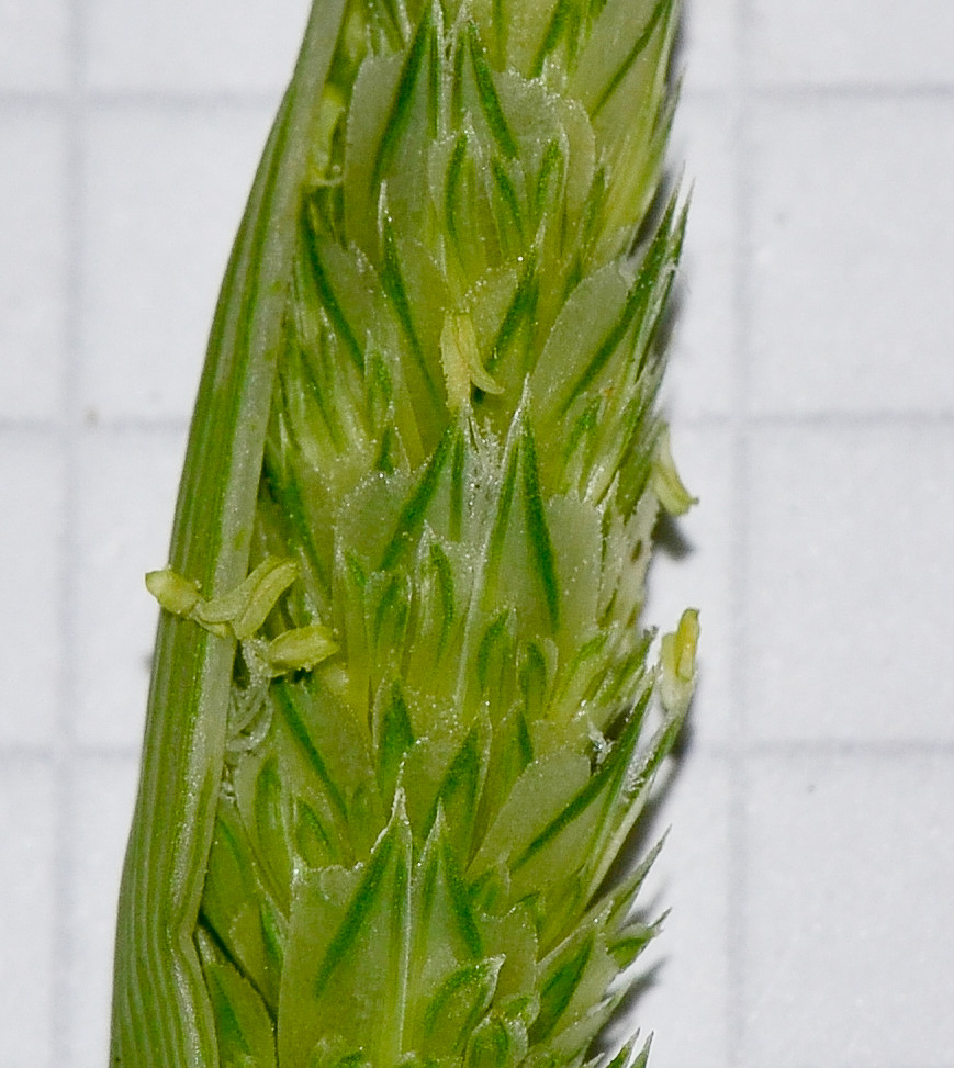 Image of Phalaris paradoxa specimen.