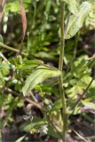 Myosotis arvensis