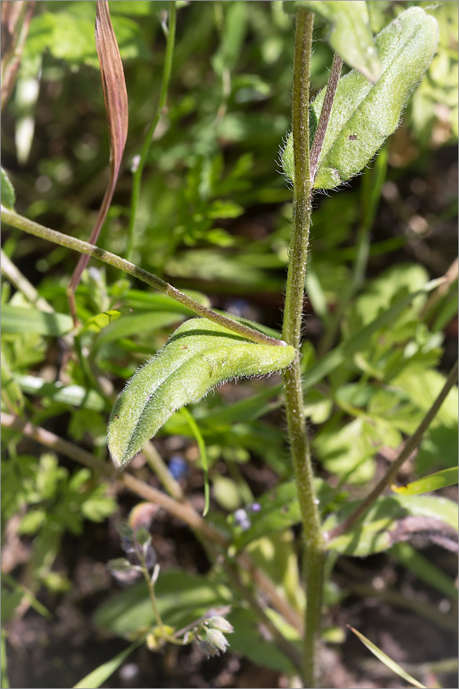 Изображение особи Myosotis arvensis.