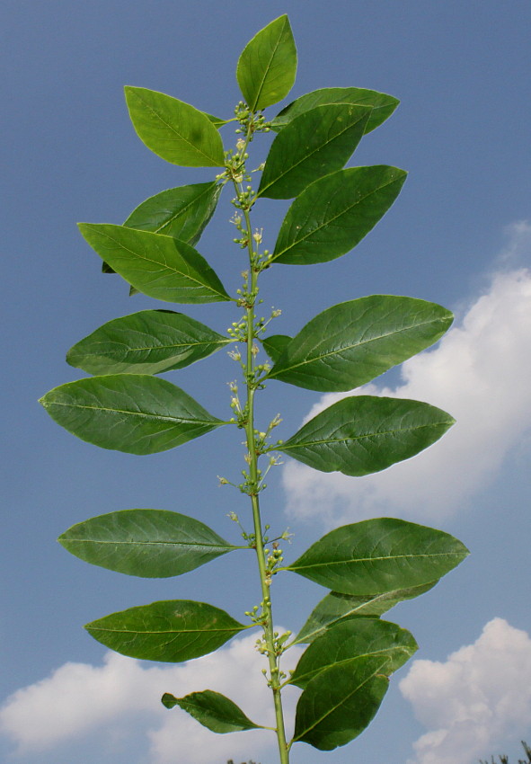 Image of Flueggea suffruticosa specimen.