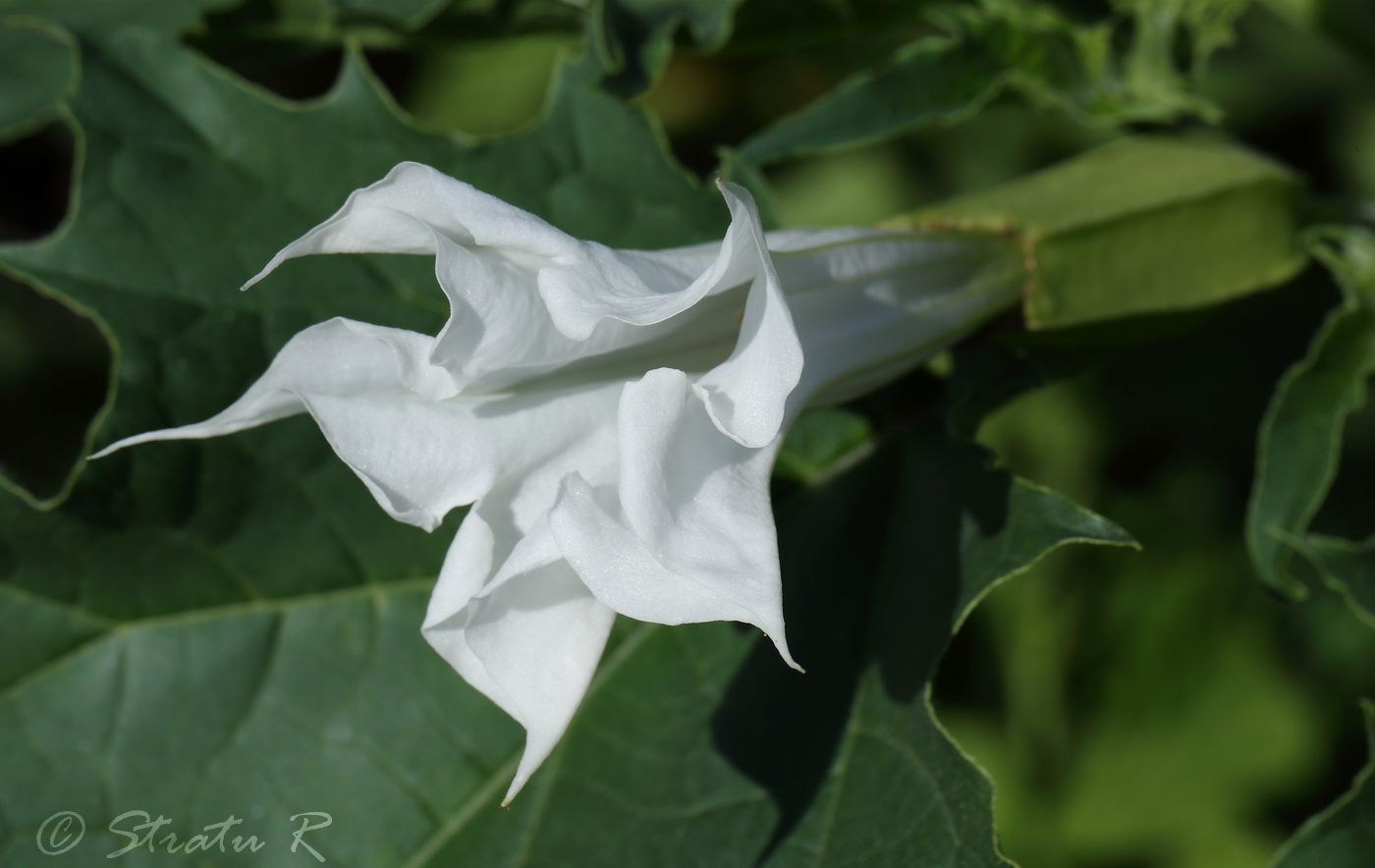 Изображение особи Datura stramonium.