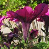Petunia × atkinsiana. Цветок (вид сбоку). Нидерланды, Гронинген, в культуре. 5 июля 2009 г.