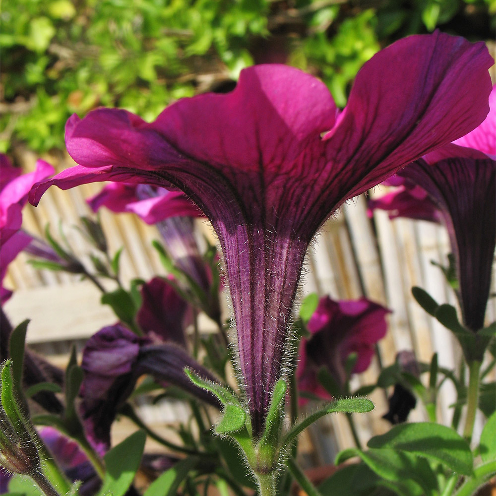 Image of Petunia × atkinsiana specimen.