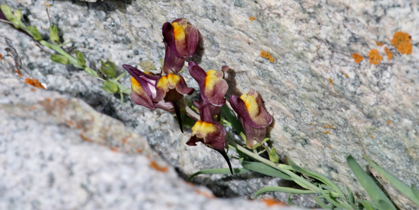 Изображение особи Linaria transiliensis.