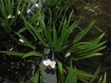 Stratiotes aloides. Цветущее мужское растение. Нидерланды, Гронинген, пруд у университетского госпиталя (UMCG). 8 августа 2009 г.