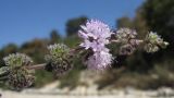 Mentha pulegium. Соцветия с цветками и завязавшимися плодами. Краснодарский край, Абинский р-н, окр. станицы Шапсугская, галечный берег р. Адегой. 30.08.2014.