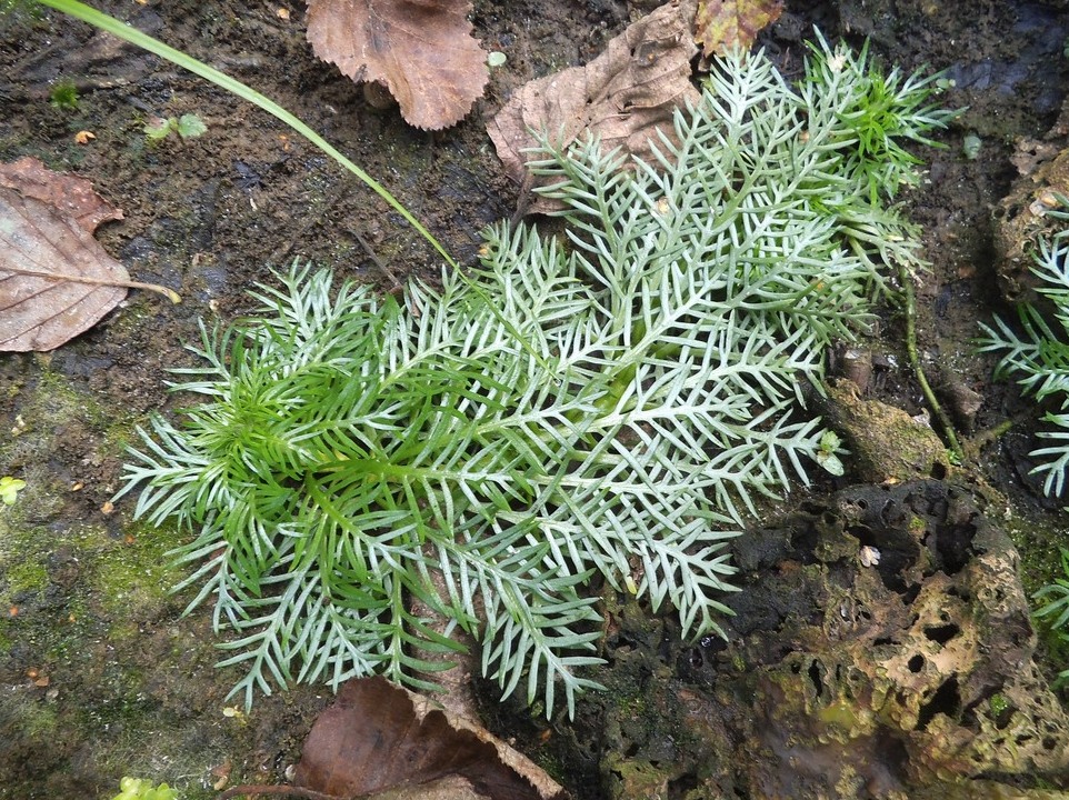 Изображение особи Hottonia palustris.