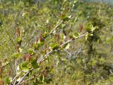 Betula nana