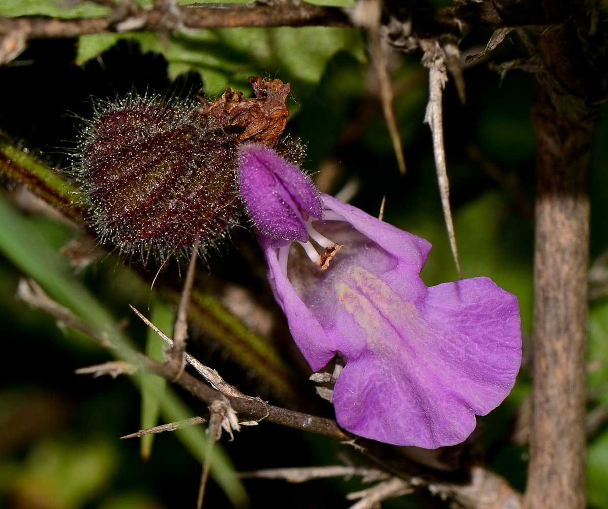 Изображение особи Salvia pinnata.