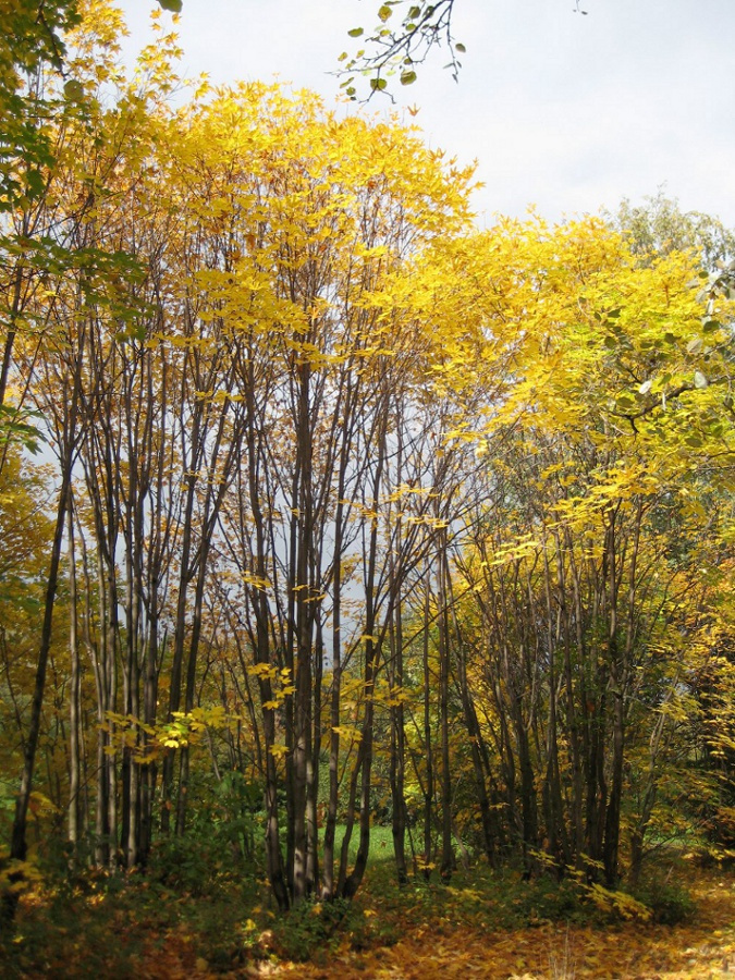 Image of Acer trautvetteri specimen.