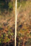 Stipa capillata