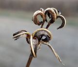 Iris laevigata