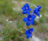 Delphinium grandiflorum. Цветки. Иркутская обл., Ольхонский р-н, западное побережье оз. Байкал, побережье Малого моря, окрестности базы \"Чара\". 05.07.2014.