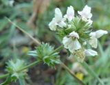 Stachys iberica. Соцветие. Крым, Ялта, ущелье Уч-Кош. 05.08.2009.