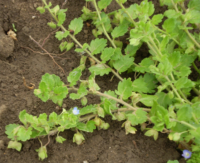 Image of Veronica polita specimen.