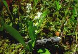 Smilacina trifolia
