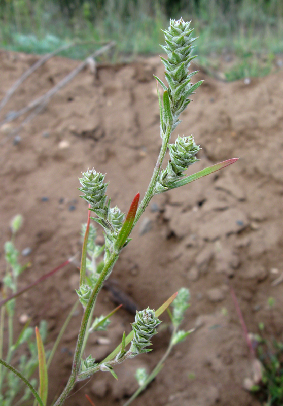 Image of Corispermum hyssopifolium specimen.