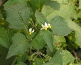 Solanum nigrum