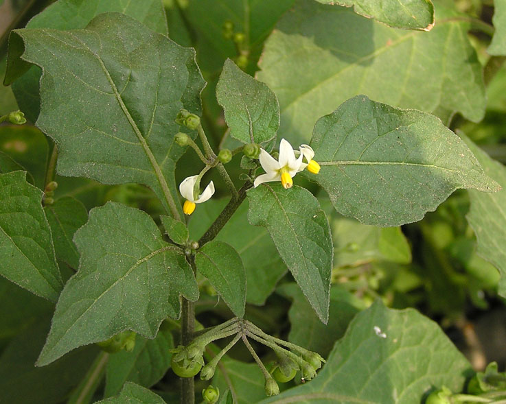 Изображение особи Solanum nigrum.