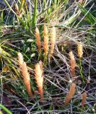 Selaginella selaginoides