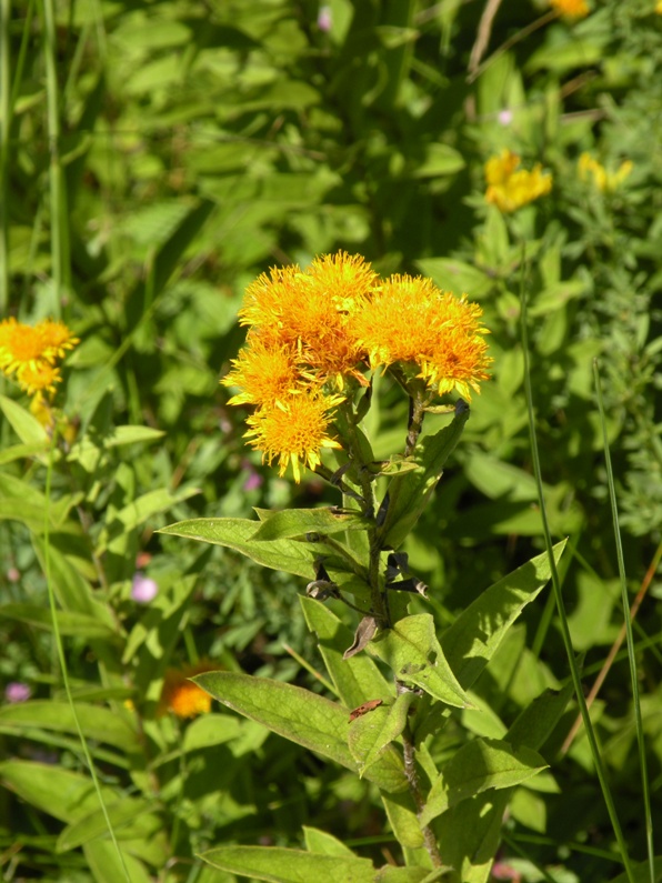 Изображение особи Inula germanica.