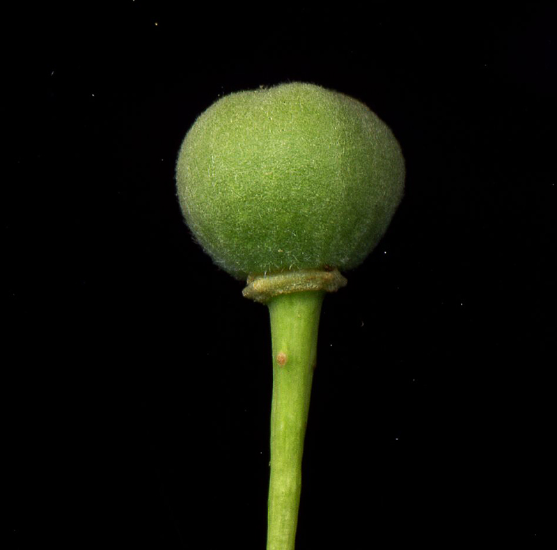 Image of Tilia cordifolia specimen.