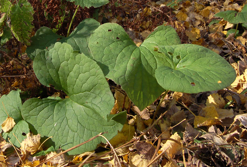 Изображение особи Brunnera sibirica.