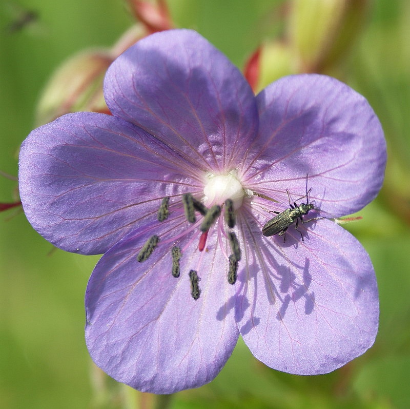 Image of Geranium pratense specimen.