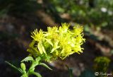 Solidago virgaurea подвид taurica