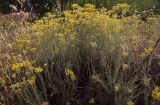 Helichrysum italicum