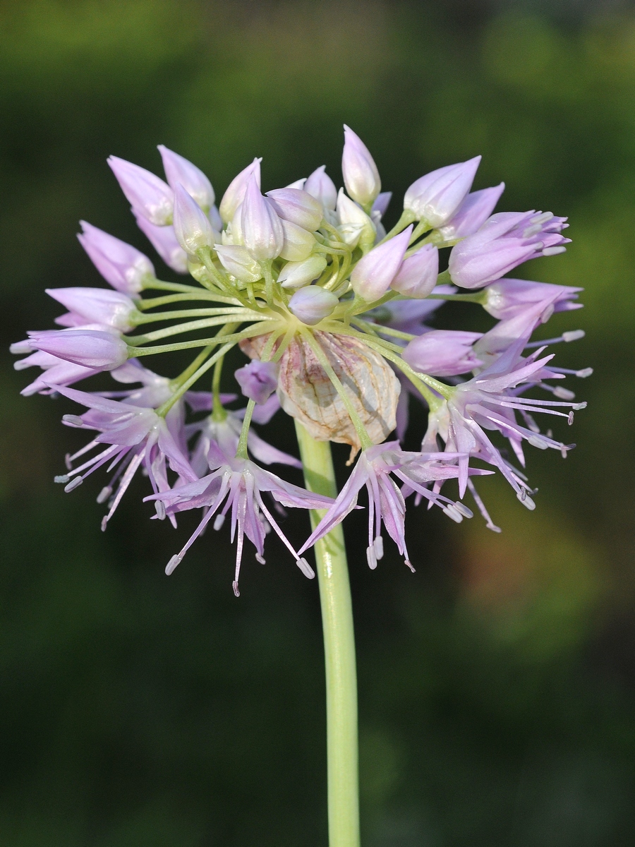 Изображение особи Allium douglasii.