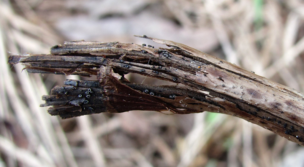 Image of Thalictrum flavum specimen.
