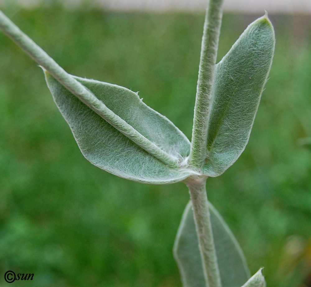 Image of Lychnis coronaria specimen.