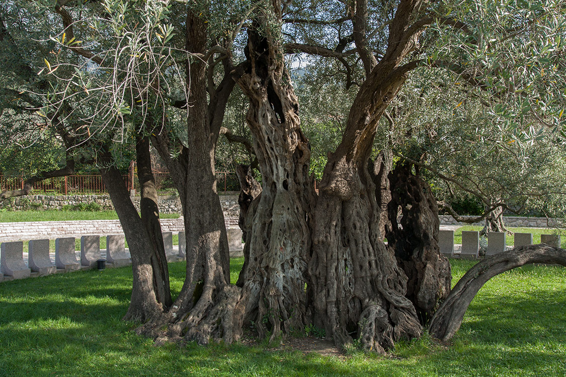 Image of Olea europaea specimen.