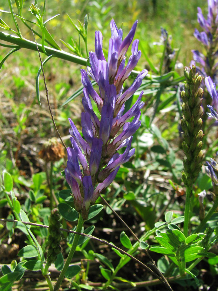 Image of Astragalus adsurgens specimen.