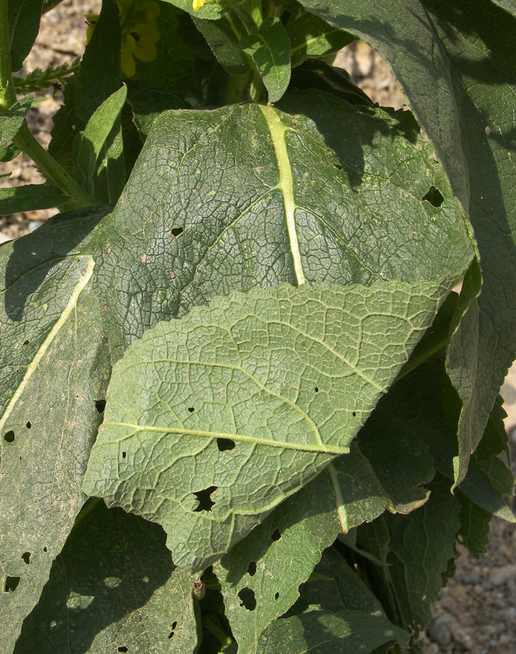 Image of Verbascum pyramidatum specimen.