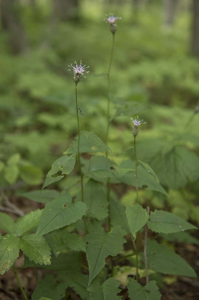 Изображение особи род Saussurea.