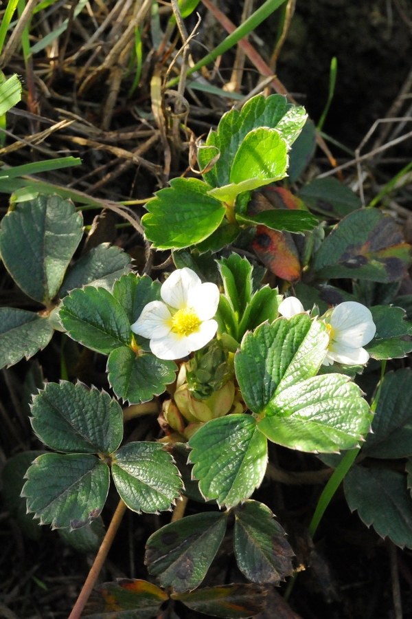 Изображение особи Fragaria chiloensis.