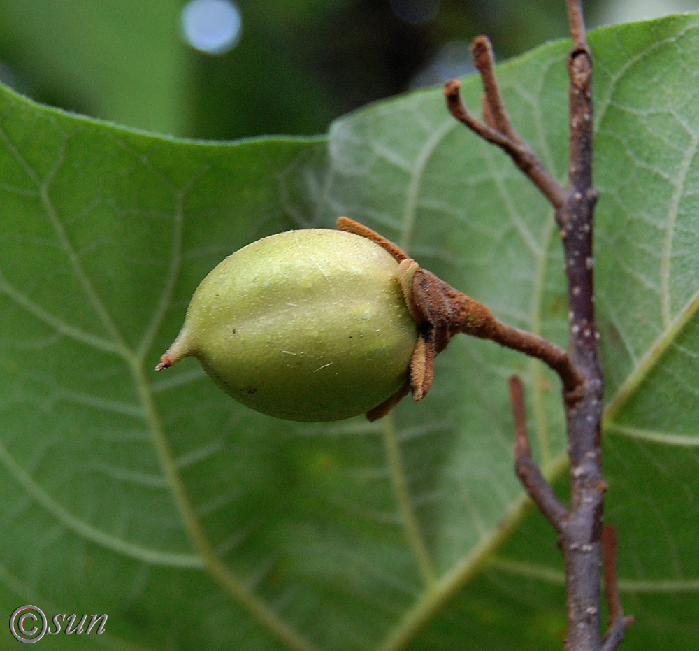 Image of Paulownia tomentosa specimen.