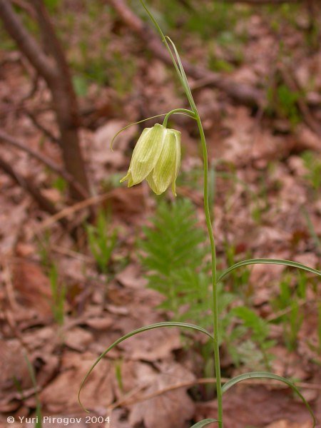 Image of Fritillaria ruthenica specimen.