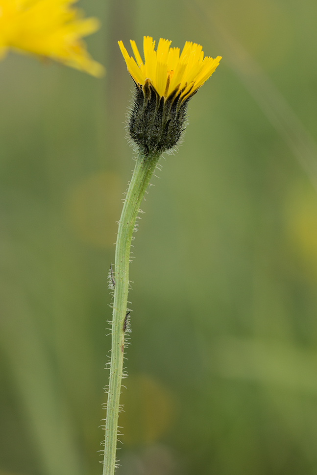 Image of Trommsdorffia maculata specimen.
