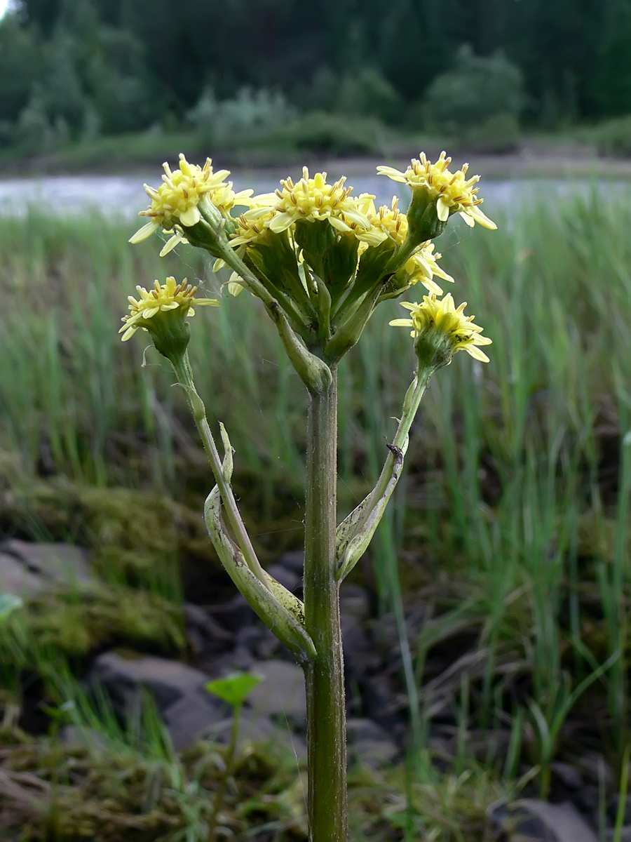 Image of Petasites radiatus specimen.