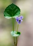 Viola selkirkii