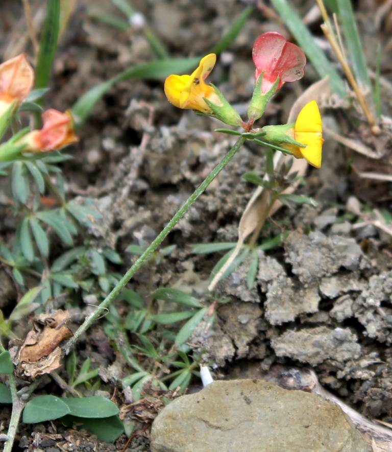Image of Lotus sergievskiae specimen.