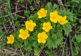 Trollius ranunculinus. Цветущее растение. Карачаево-Черкесия, окр. пос. Архыз, долина р. Малая Дукка, берег реки (выс. около 2000 м н.у.м.). 19.06.2015.