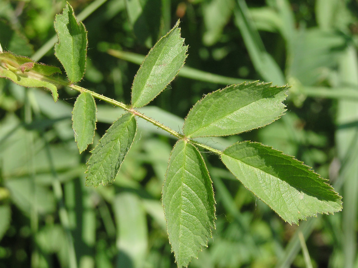 Image of genus Rosa specimen.